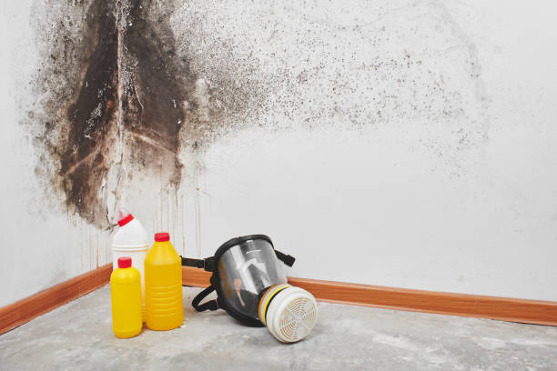 Best Post-Flood Mold Remediation in Bronson, FL