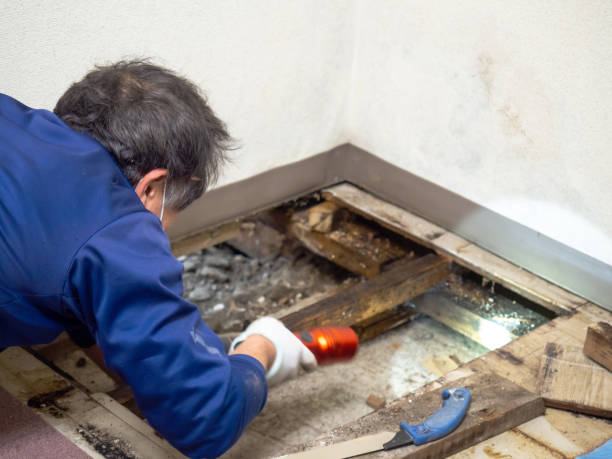 Best Residential Mold Remediation in Bronson, FL