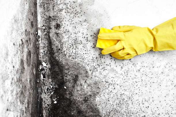 Best Residential Mold Remediation in Bronson, FL