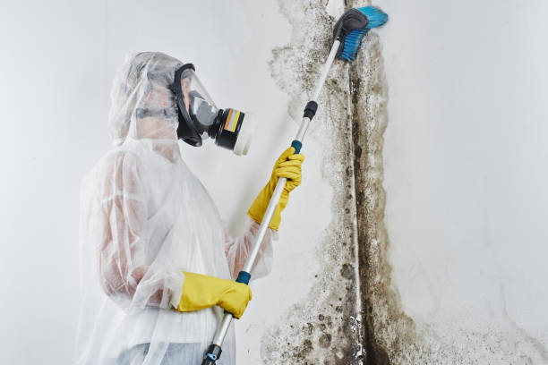 Best Emergency Mold Remediation in Bronson, FL