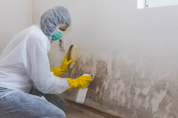 Best White Mold Remediation in Bronson, FL