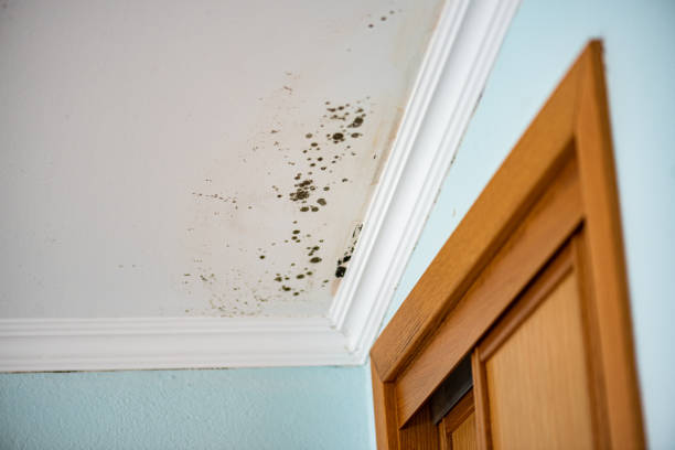 Trusted Bronson, FL Mold Remediation Experts