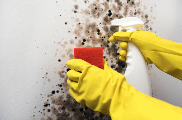 Professional Mold Remediation in Bronson, FL