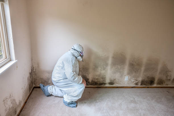 Best Mold Testing and Inspection Services in Bronson, FL